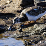 Tournepierre à collier